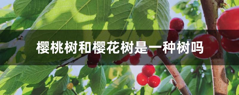 樱桃树和樱花树是一种树吗 樱桃树和樱花树是一种树吗