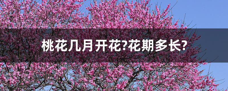 桃花几月开花?花期多长? 桃花几月开花?花期多长?