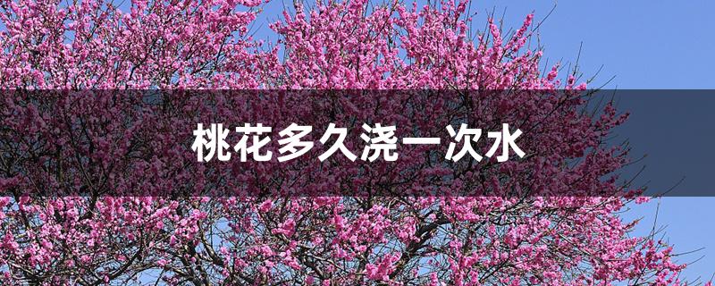 桃花多久浇一次水 桃花多久浇一次水