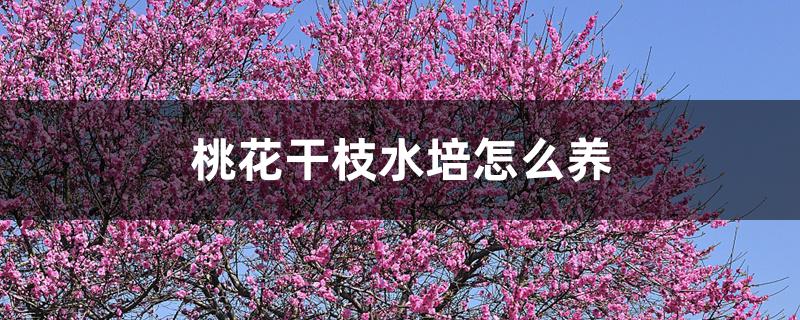 桃花干枝水培怎么养 桃花干枝水培怎么养