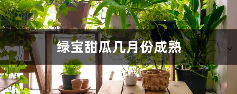 绿宝甜瓜几月份成熟 绿宝甜瓜几月份成熟