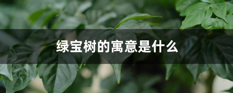 绿宝树的寓意是什么 绿宝树的寓意是什么