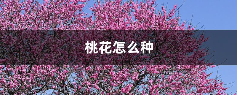 桃花怎么种 桃花怎么种