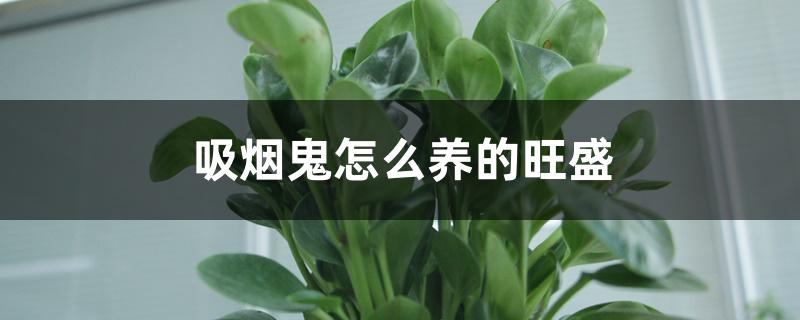 吸烟鬼怎么养的旺盛