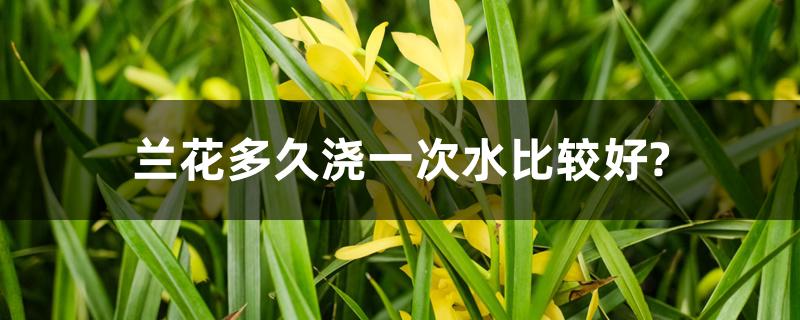 兰花多久浇一次水比较好? 兰花多久浇一次水比较好?
