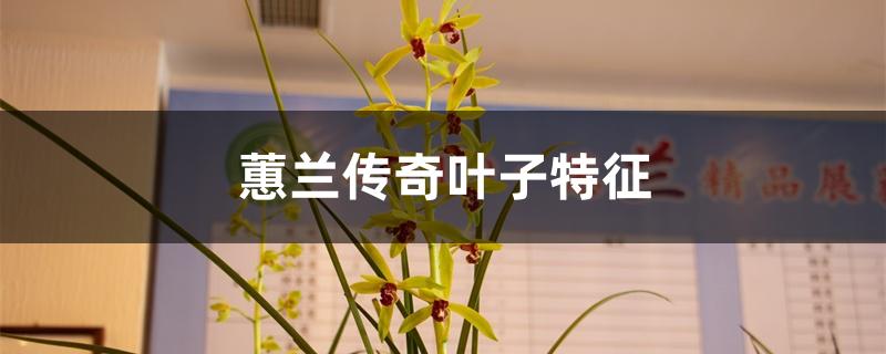 蕙兰传奇叶子特征 蕙兰传奇叶子特征