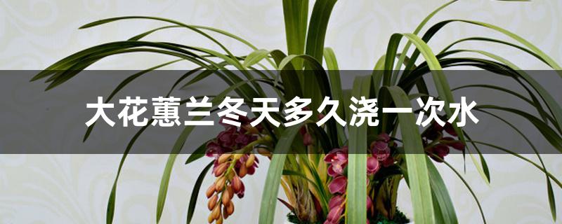 大花蕙兰冬天多久浇一次水 大花蕙兰冬天多久浇一次水