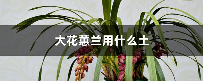 大花蕙兰用什么土