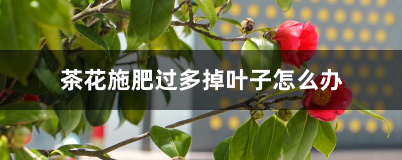 茶花施肥过多掉叶子怎么办 茶花施肥过多掉叶子怎么办