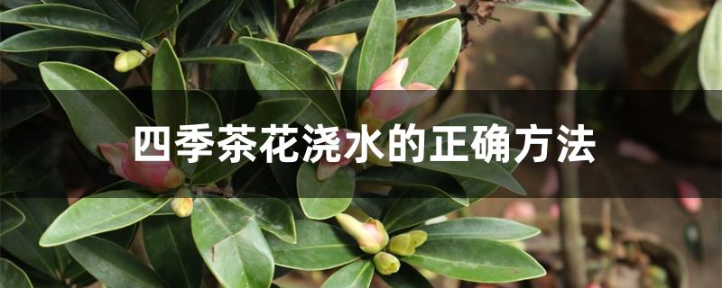 四季茶花浇水的正确方法 四季茶花浇水的正确方法