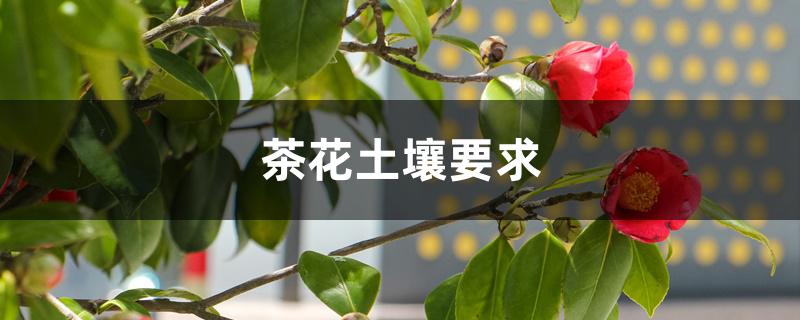 茶花土壤要求 茶花土壤要求