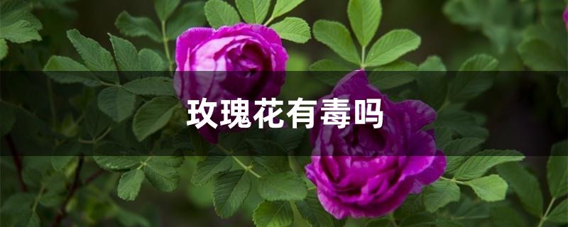 玫瑰花有毒吗 玫瑰花有毒吗