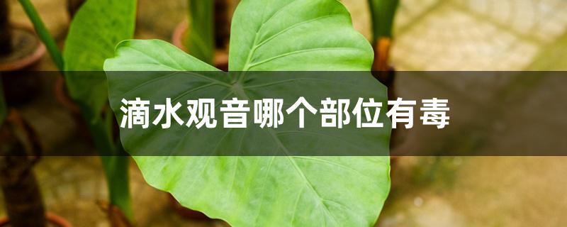 滴水观音哪个部位有毒 滴水观音哪个部位有毒
