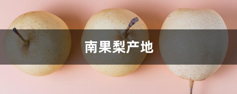 南果梨产地 南果梨产地
