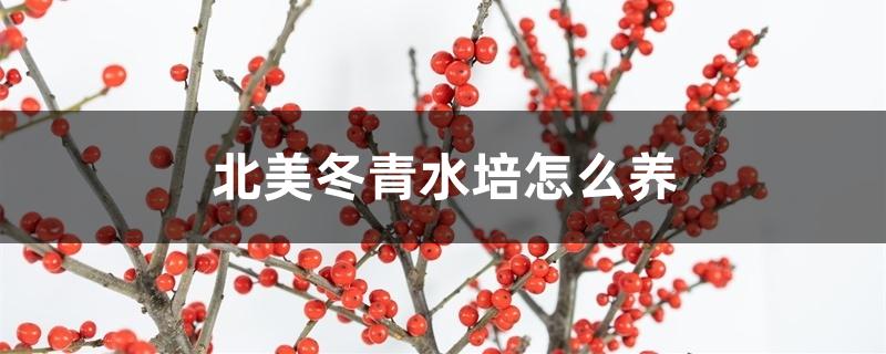 北美冬青水培怎么养 北美冬青水培怎么养