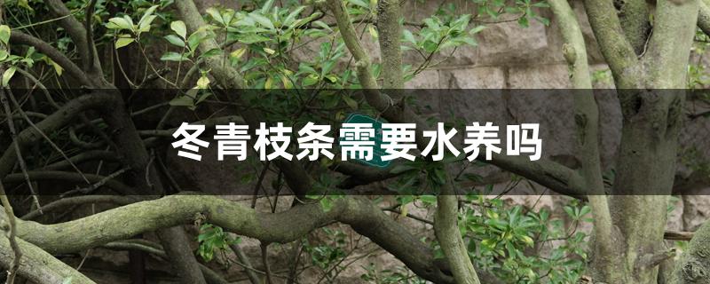 冬青枝条需要水养吗 冬青枝条需要水养吗