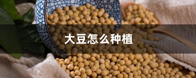 大豆怎么种植 大豆怎么种植
