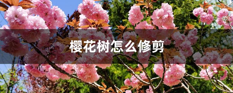 樱花树怎么修剪 樱花树怎么修剪