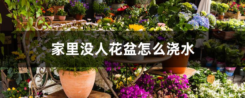 家里没人花盆怎么浇水 家里没人花盆怎么浇水