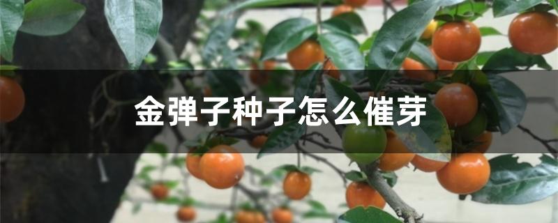 金弹子种子怎么催芽