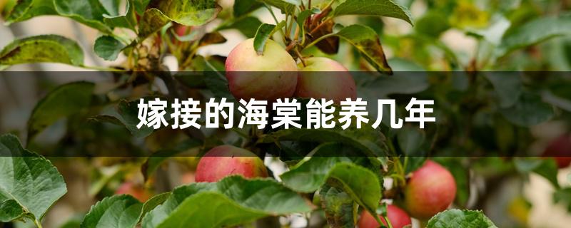 嫁接的海棠能养几年 嫁接的海棠能养几年