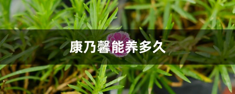 康乃馨能养多久 康乃馨能养多久