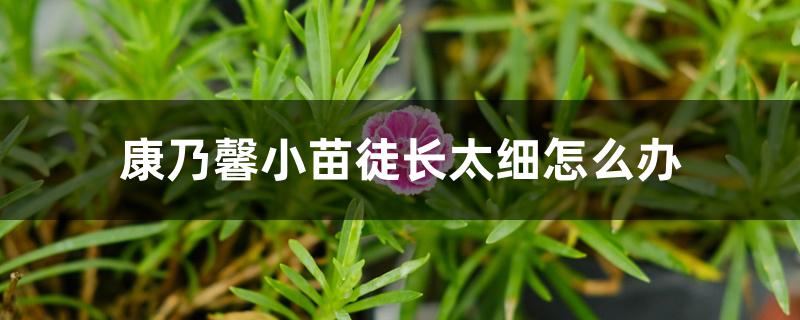康乃馨小苗徒长太细怎么办 康乃馨小苗徒长太细怎么办