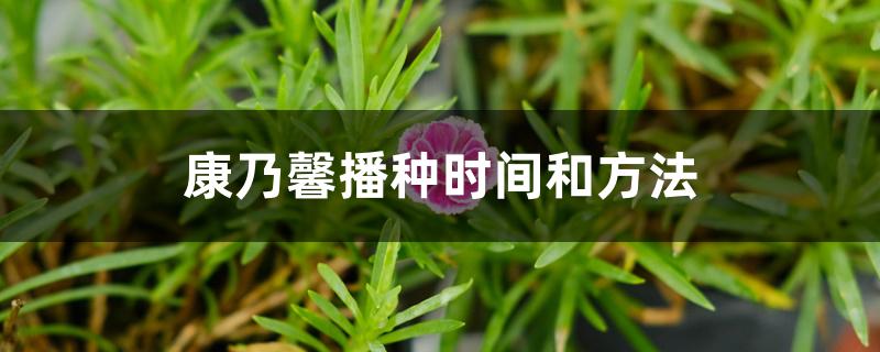 康乃馨播种时间和方法 康乃馨播种时间和方法