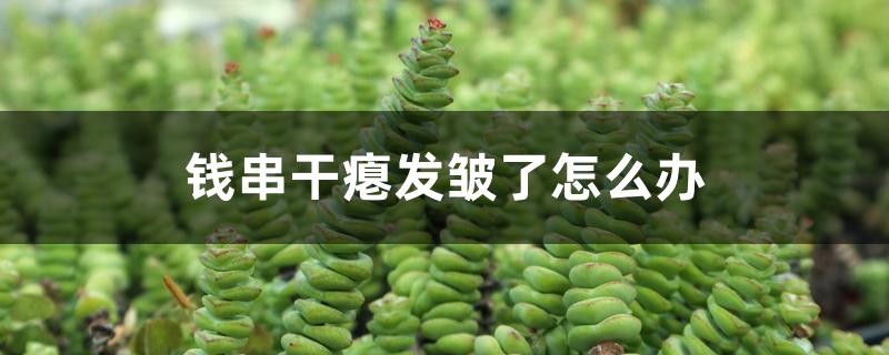 钱串干瘪发皱了怎么办 钱串干瘪发皱了怎么办
