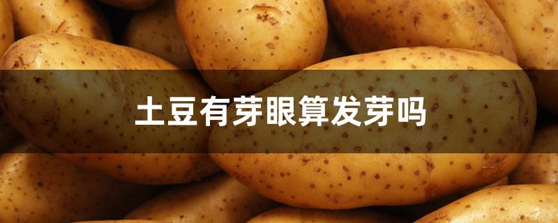 土豆有芽眼算发芽吗 土豆有芽眼算发芽吗