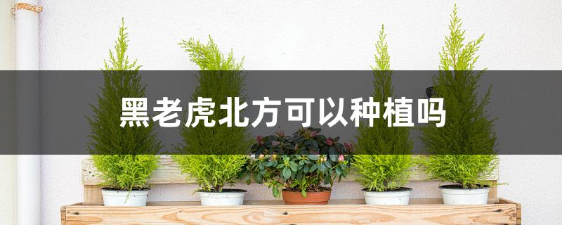 黑老虎北方可以种植吗