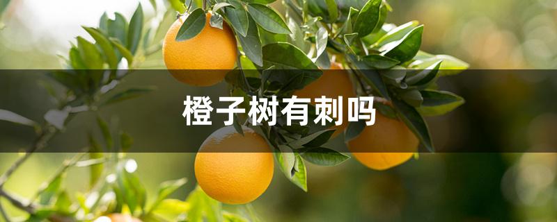橙子树有刺吗
