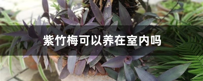 紫竹梅可以养在室内吗 紫竹梅可以养在室内吗