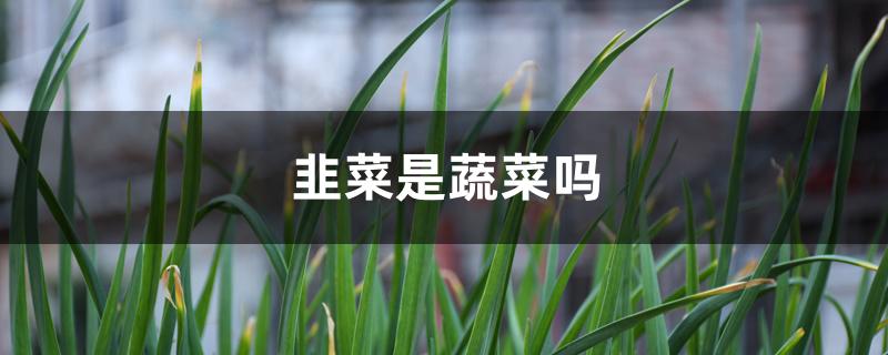 韭菜是蔬菜吗 韭菜是蔬菜吗