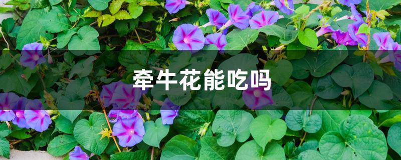 牵牛花能吃吗 牵牛花能吃吗