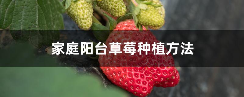 家庭阳台草莓种植方法 家庭阳台草莓种植方法