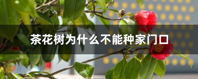 茶花树为什么不能种家门口 茶花树为什么不能种家门口