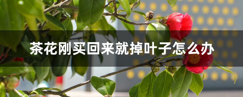 茶花刚买回来就掉叶子怎么办 茶花刚买回来就掉叶子怎么办