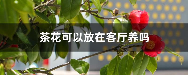 茶花可以放在客厅养吗 茶花可以放在客厅养吗