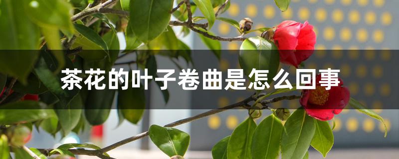 茶花的叶子卷曲是怎么回事 茶花的叶子卷曲是怎么回事