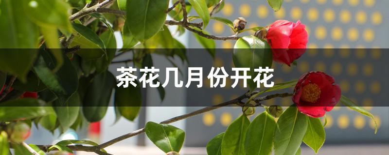 茶花几月份开花 茶花几月份开花