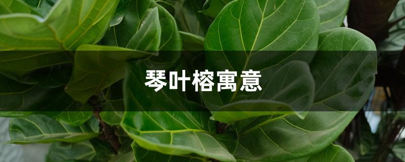 琴叶榕寓意 琴叶榕寓意