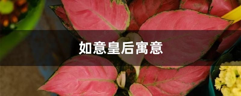 如意皇后寓意 如意皇后寓意