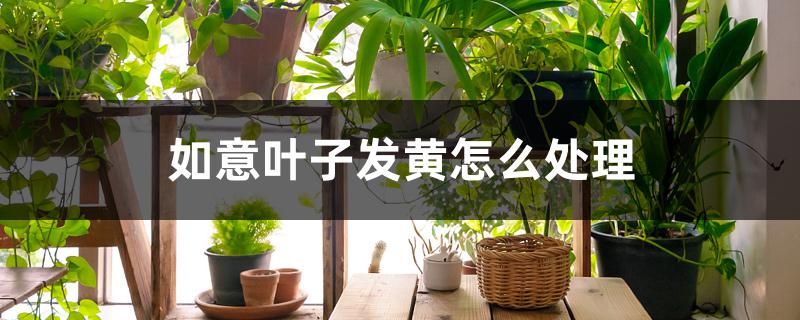 如意叶子发黄怎么处理 如意叶子发黄怎么处理
