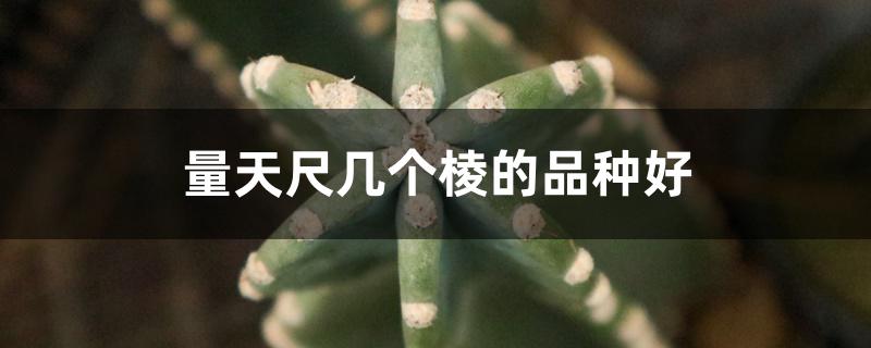 量天尺几个棱的品种好 量天尺几个棱的品种好