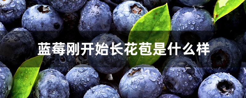 蓝莓刚开始长花苞是什么样 蓝莓刚开始长花苞是什么样
