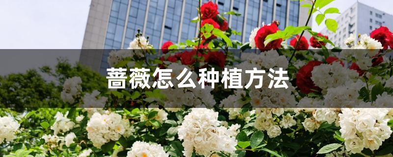 蔷薇怎么种植方法 蔷薇怎么种植方法