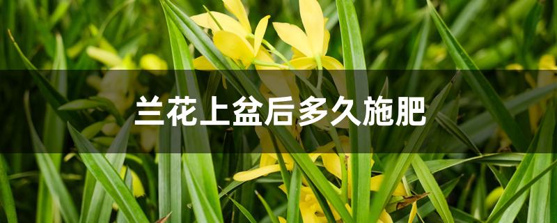 兰花上盆后多久施肥 兰花上盆后多久施肥