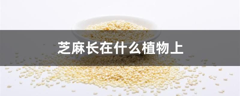 芝麻长在什么植物上 芝麻长在什么植物上