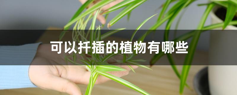可以扦插的植物有哪些 可以扦插的植物有哪些